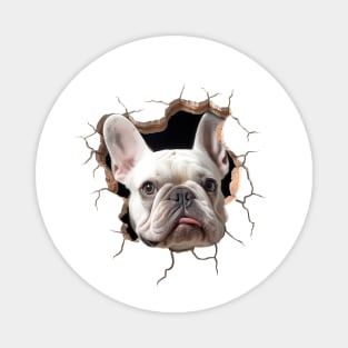 French bull dog cracked wall Magnet
